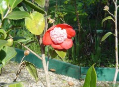 Fonds d'cran Nature Camelia