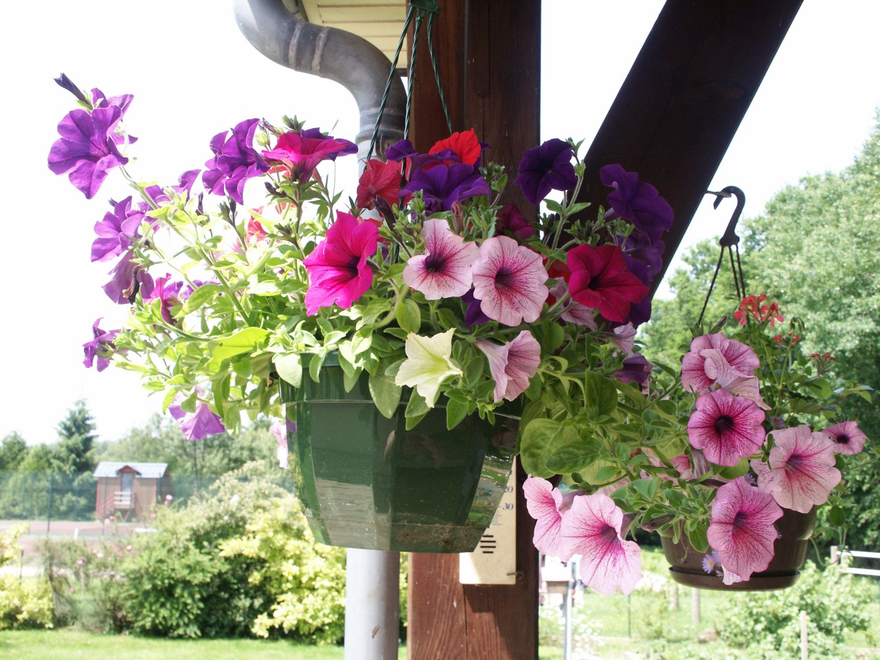 Fonds d'cran Nature Fleurs Fleurs suspendues