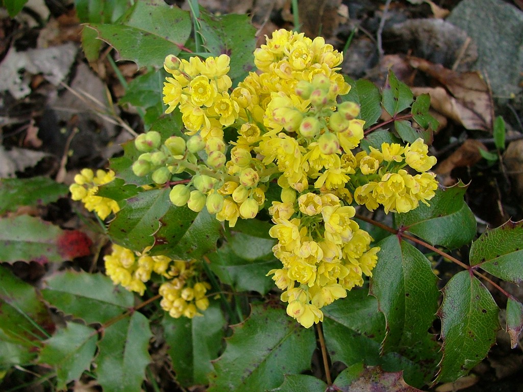 Fonds d'cran Nature Fleurs Mahonia