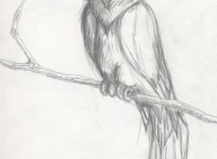 Wallpapers Art - Pencil Hibou