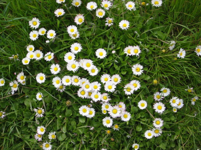 Fonds d'cran Nature Fleurs 