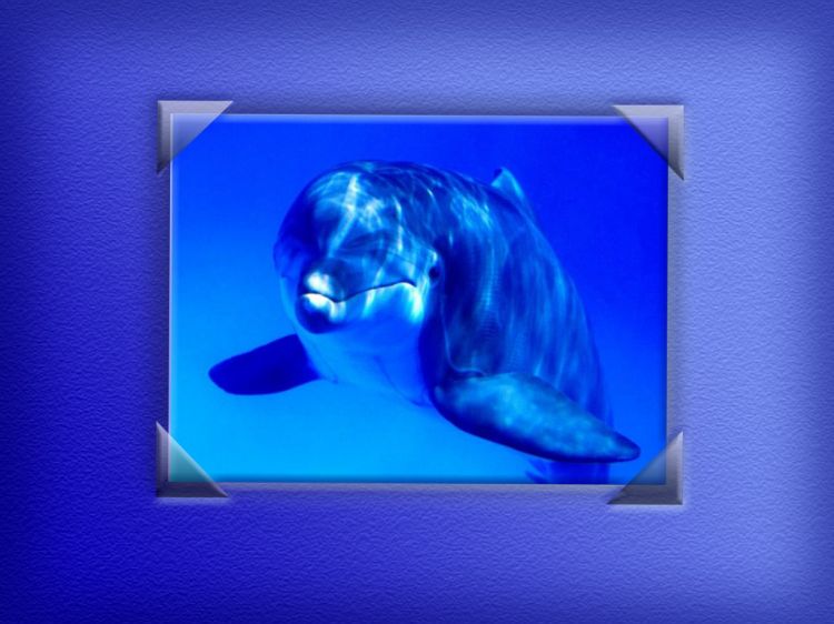 Fonds d'cran Animaux Vie marine - Dauphins Wallpaper N9657