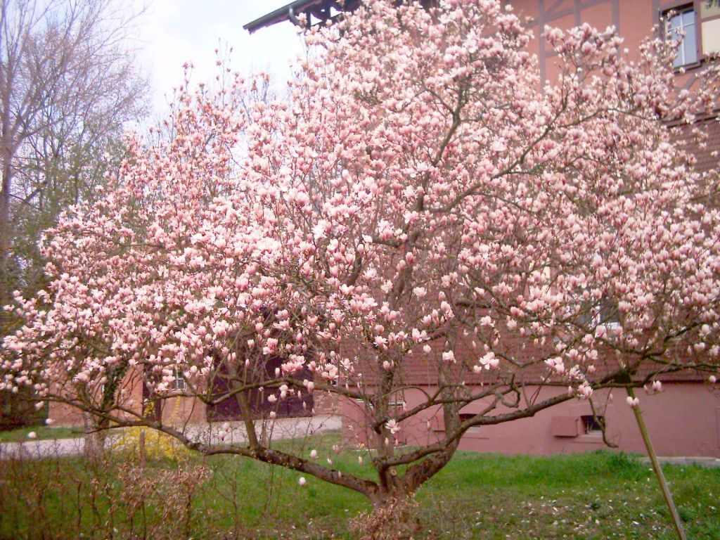 Fonds d'cran Nature Arbres - Forts 