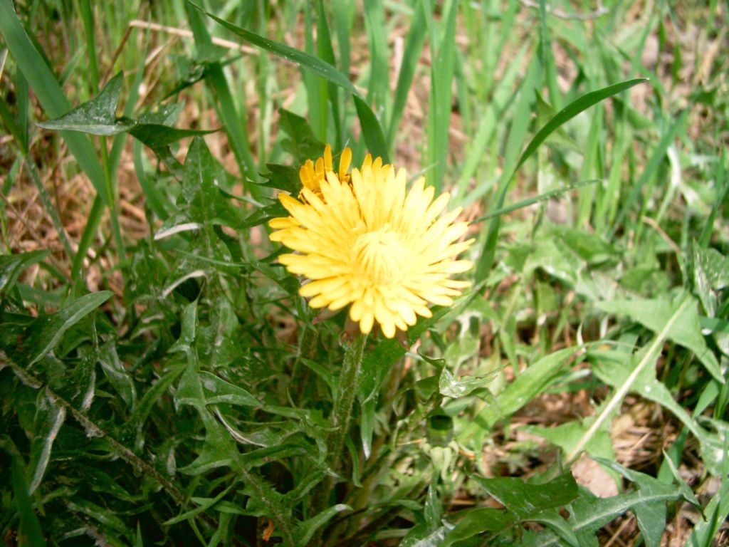 Fonds d'cran Nature Fleurs 