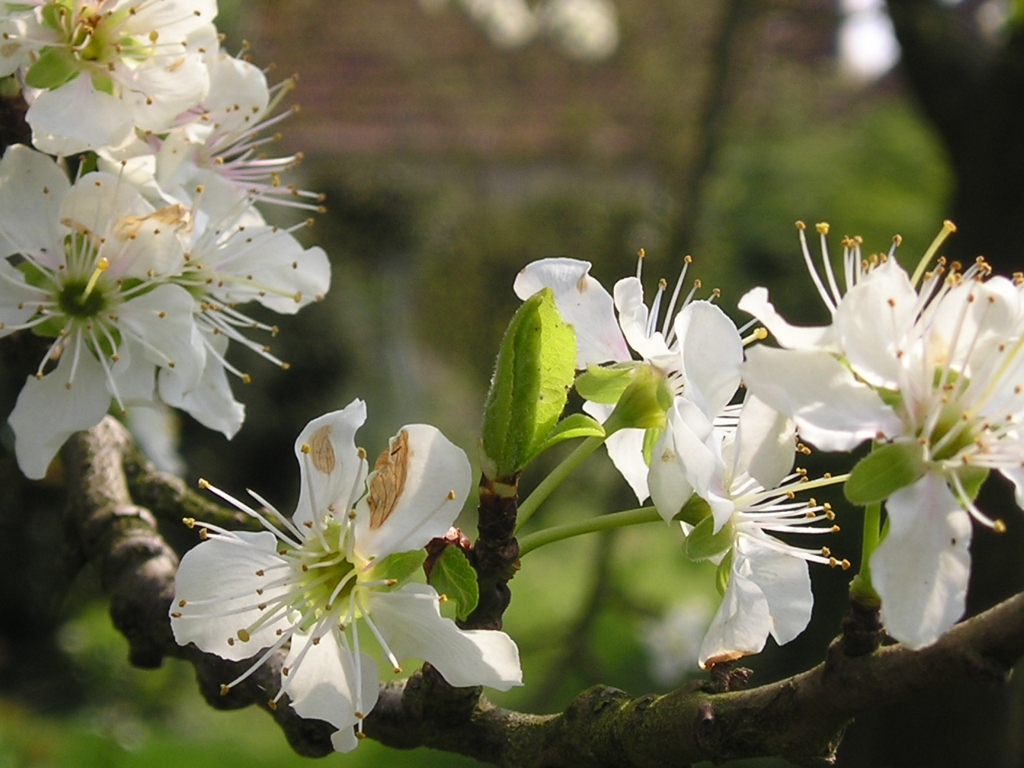 Fonds d'cran Voyages : Europe France > Nord Pas de Calais Prunier en fleurs