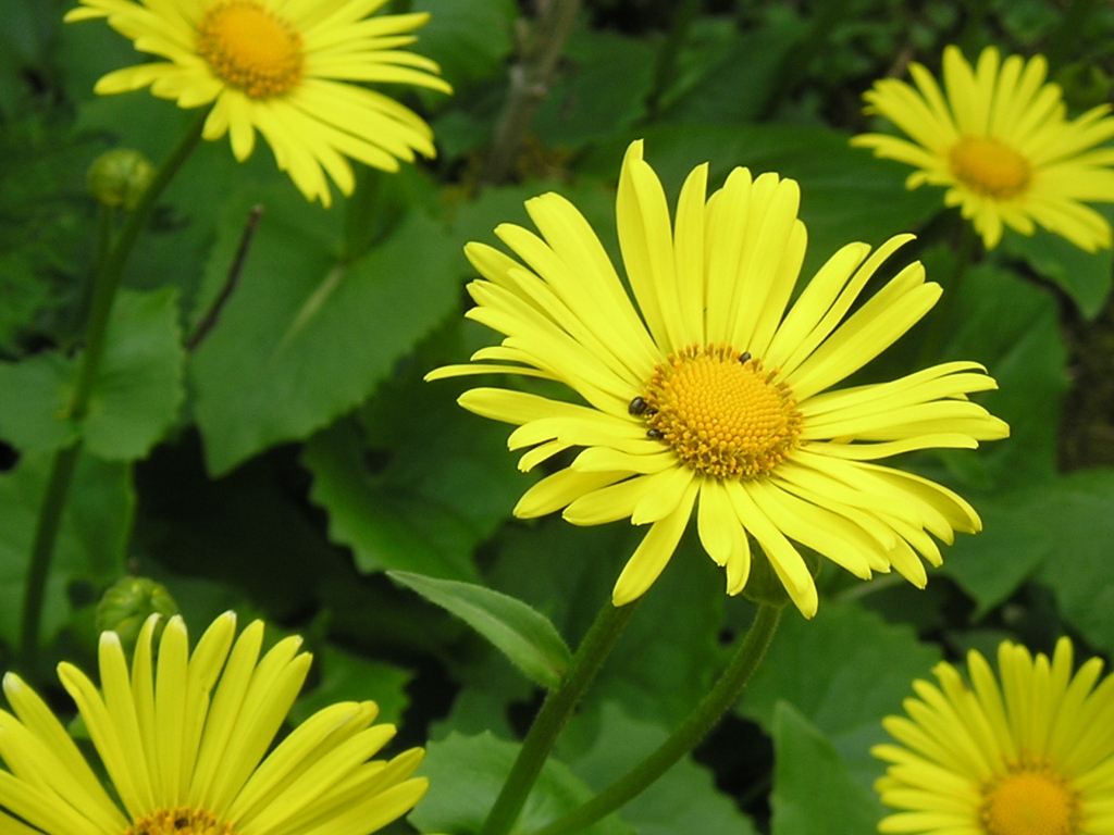 Wallpapers Trips : Europ France > Nord Pas de Calais Marguerites..pas la vache, les fleurs.