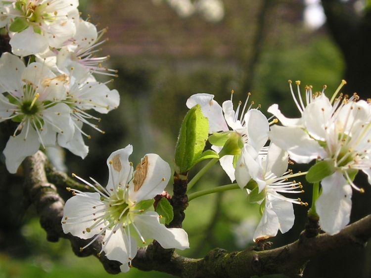 Fonds d'cran Voyages : Europe France > Nord Pas de Calais Prunier en fleurs