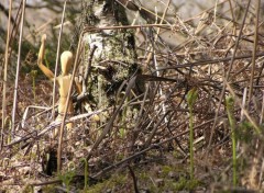 Fonds d'cran Art - Numrique La chose dans le bois -2