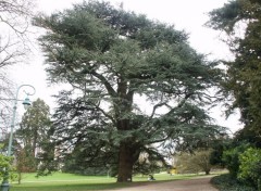 Fonds d'cran Nature Arbre centenaire