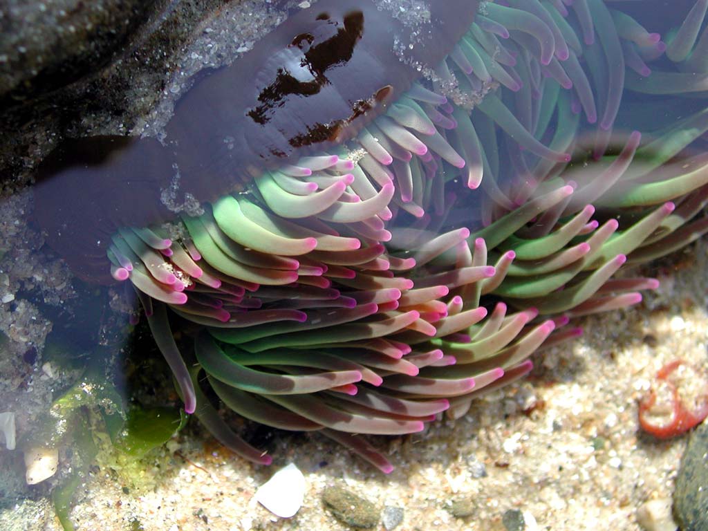 Wallpapers Animals Sealife - Anemones anmone bretonne