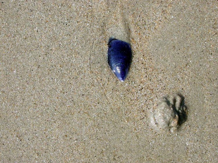 Wallpapers Nature Shells coquillage dans le sable