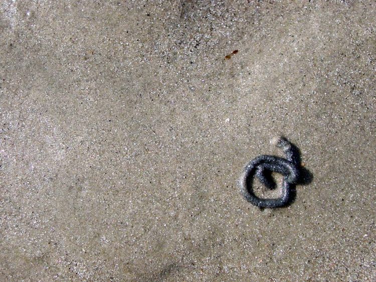 Fonds d'cran Nature Mers - Ocans - Plages un petit ver ?