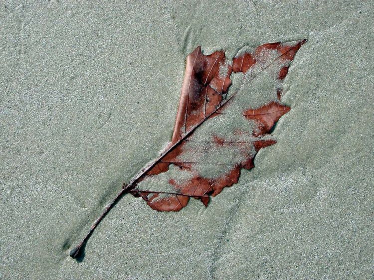 Fonds d'cran Nature Mers - Ocans - Plages feuille morte sur la plage