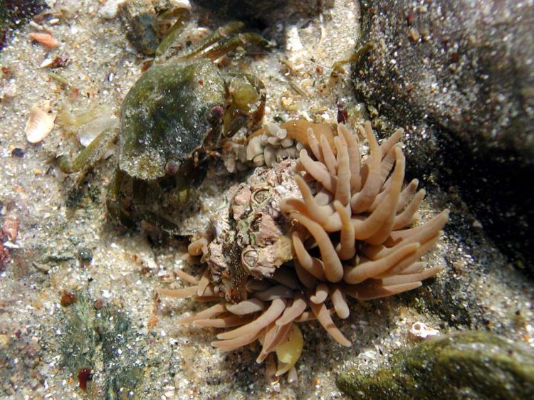 Fonds d'cran Animaux Vie marine - Crustacs dans la mare