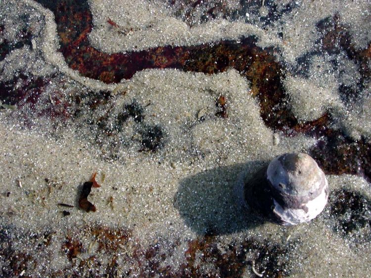 Fonds d'cran Animaux Vie marine - Coquillages la course du bigorneau