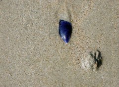 Fonds d'cran Nature coquillage dans le sable