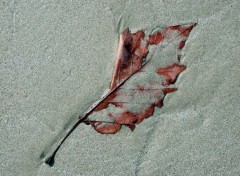 Fonds d'cran Nature feuille morte sur la plage