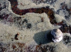 Fonds d'cran Animaux la course du bigorneau