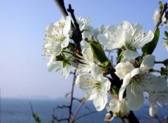 Fonds d'cran Nature fleurs d'aubpine