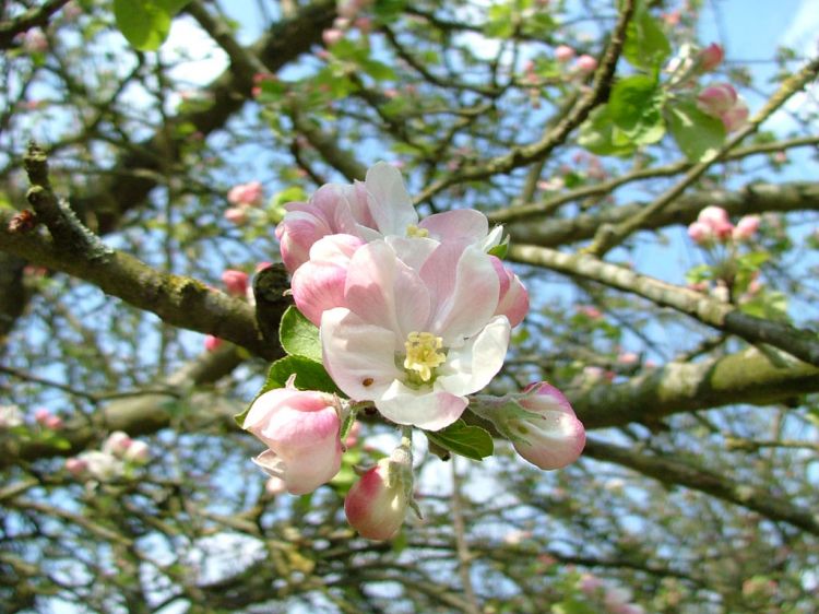 Wallpapers Nature Flowers Fleur de pommier