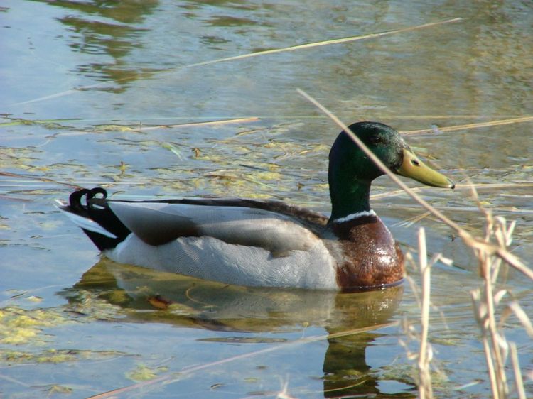 Wallpapers Animals Birds - Ducks FESTIVAL DE L'OISEAU 2004