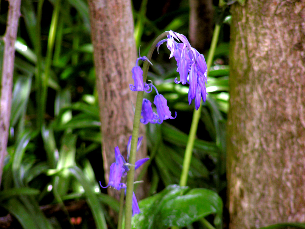 Wallpapers Nature Flowers 