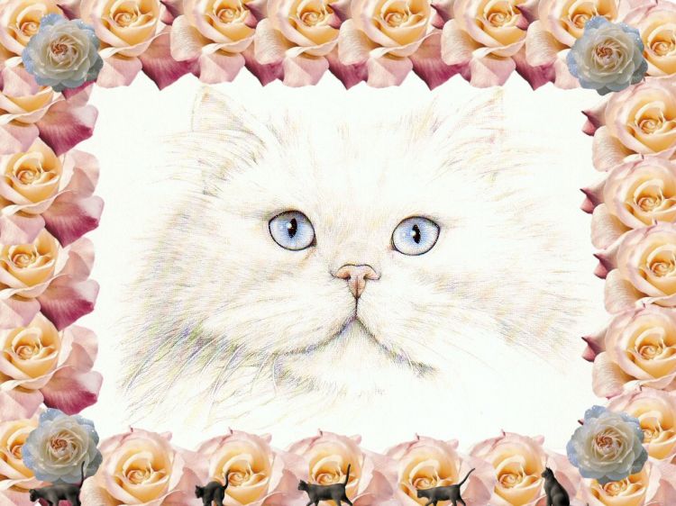 Fonds d'cran Animaux Chats - Chatons Wallpaper N9673