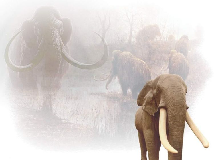 Wallpapers Animals Elephants n'oublie jamais les anciens