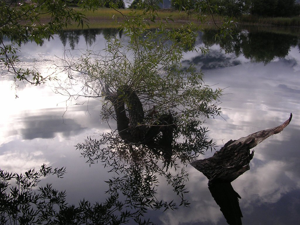 Fonds d'cran Art - Numrique Nature - Arbres, Plantes 