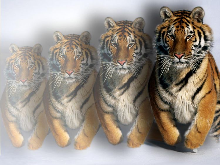 Wallpapers Animals Felines - Tigers plus que 2 freres