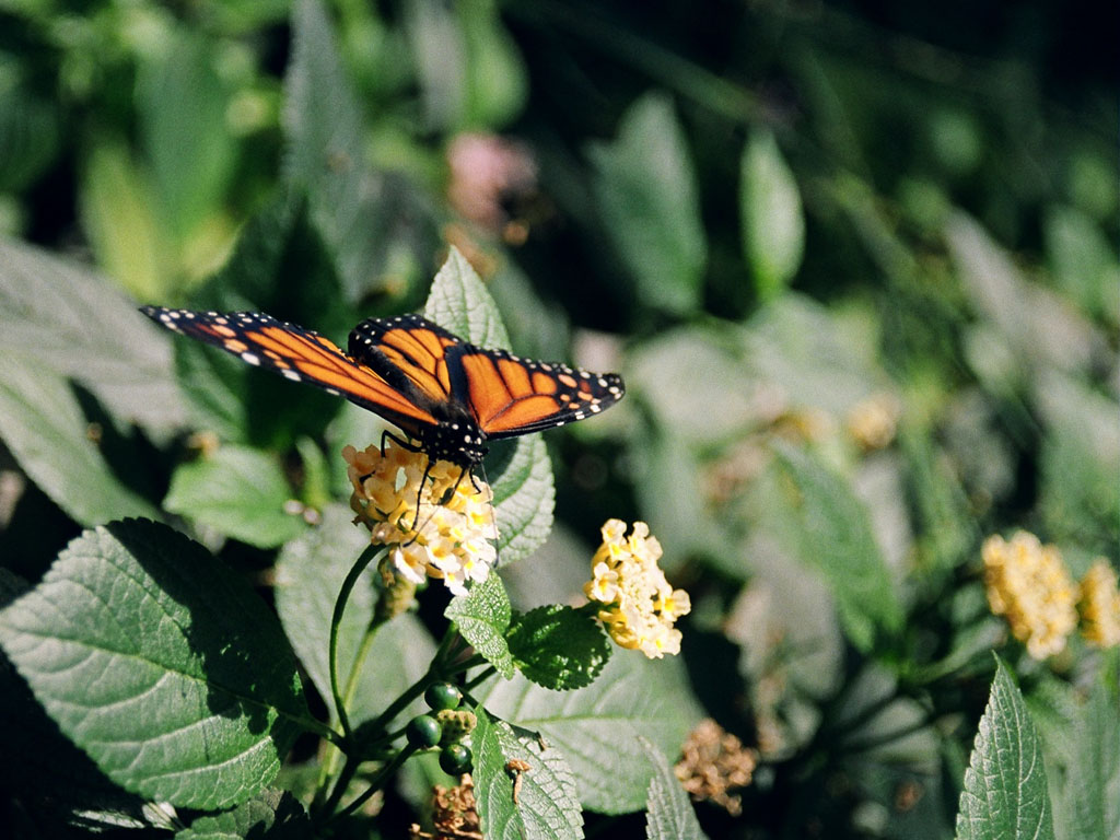 Wallpapers Animals Insects - Butterflies Tache orange