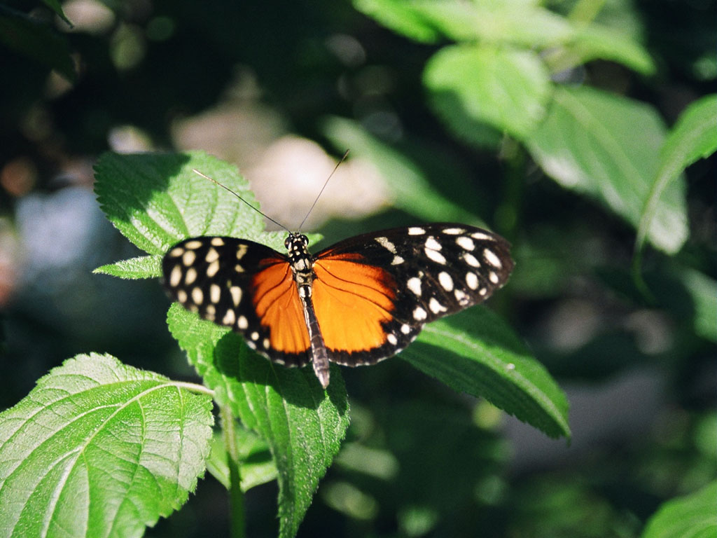 Wallpapers Animals Insects - Butterflies Douceur pour l'oeil