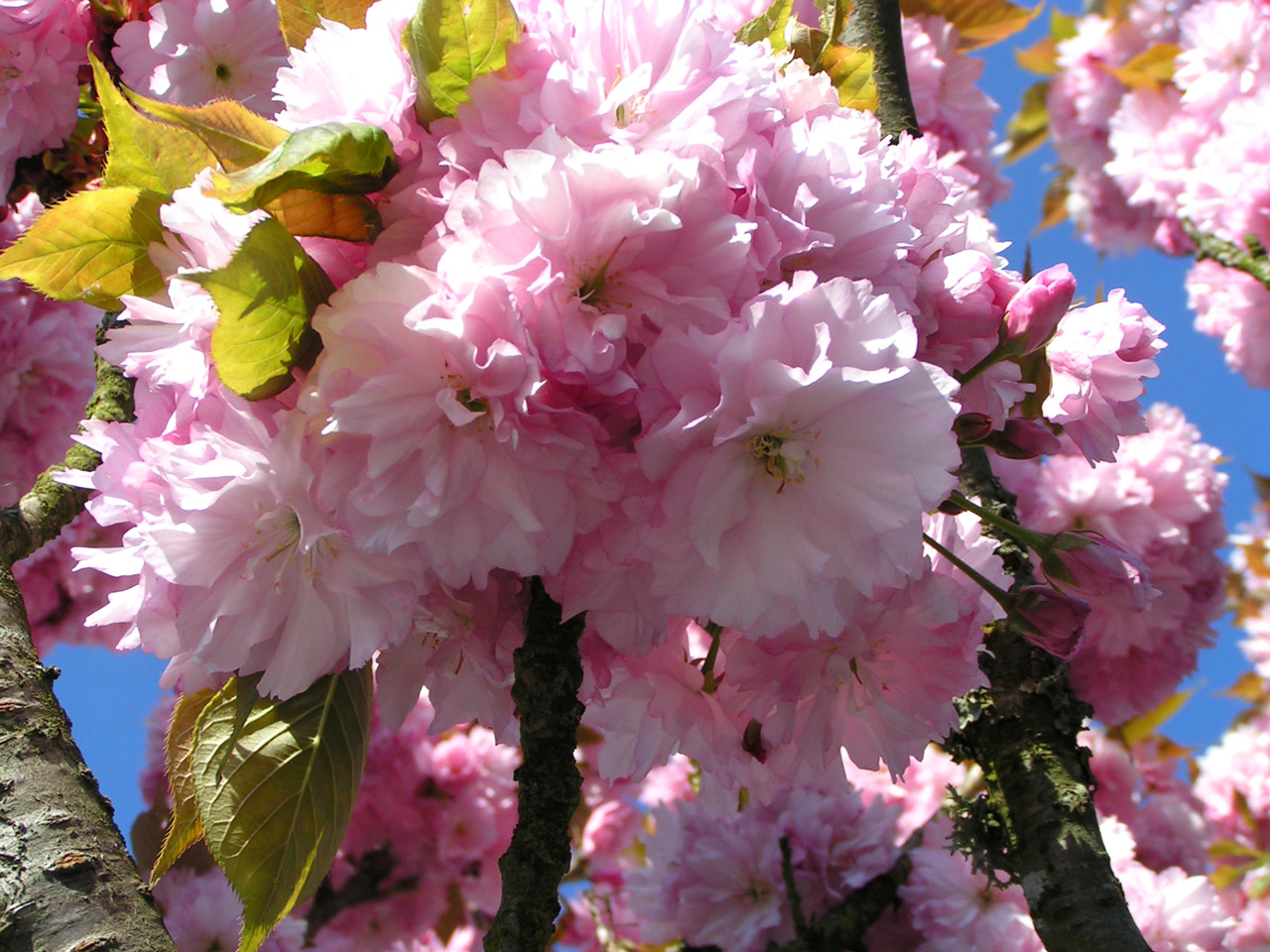 Wallpapers Nature Flowers Cerisier en fleur 2