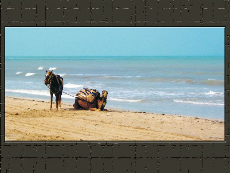 Fonds d'cran Voyages : Afrique Tunisie DROMADAIRE PLAGE