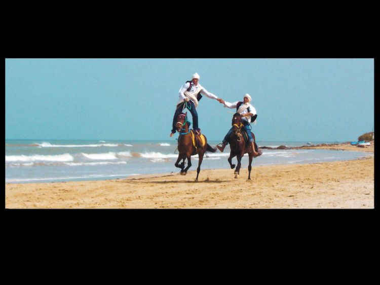 Fonds d'cran Animaux Chevaux chevaux en tunisie