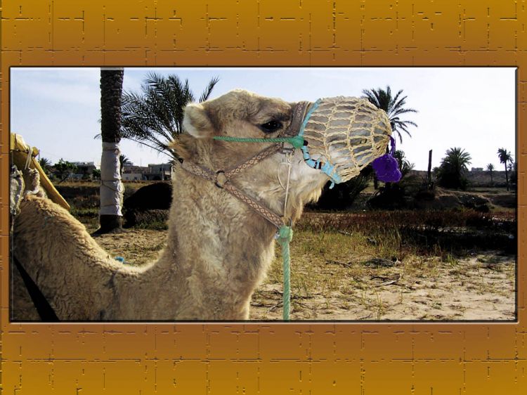 Wallpapers Animals Dromedaries - Camels Wallpaper N9668