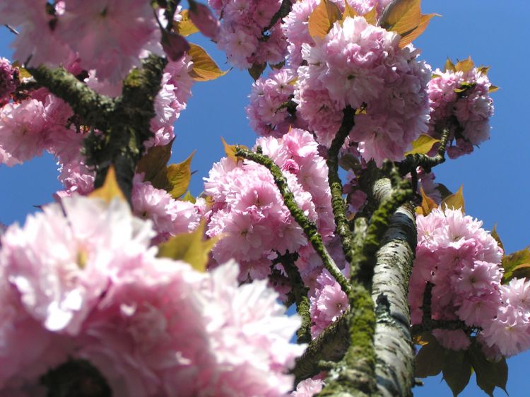 Fonds d'cran Nature Fleurs Cerisier en fleur