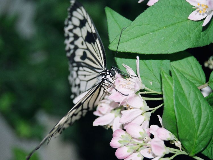 Fonds d'cran Animaux Insectes - Papillons Butine