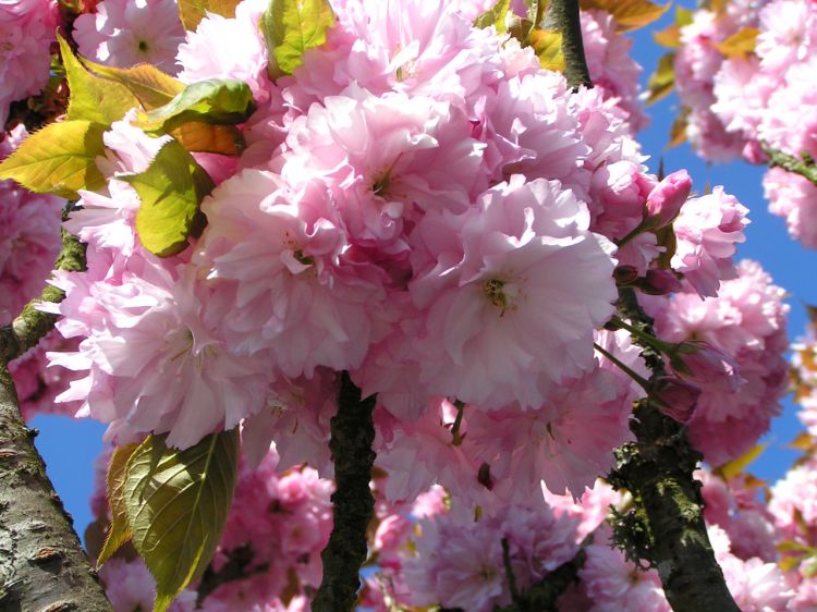 Fonds d'cran Nature Fleurs Cerisier en fleur 2