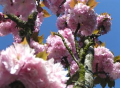 Fonds d'cran Nature Cerisier en fleur