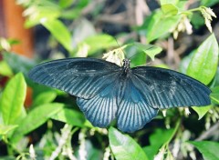 Fonds d'cran Animaux Papillon noir