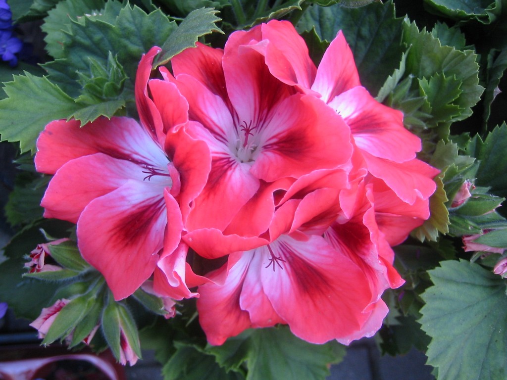 Wallpapers Nature Flowers Pelargonium