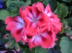 Wallpapers Nature Pelargonium