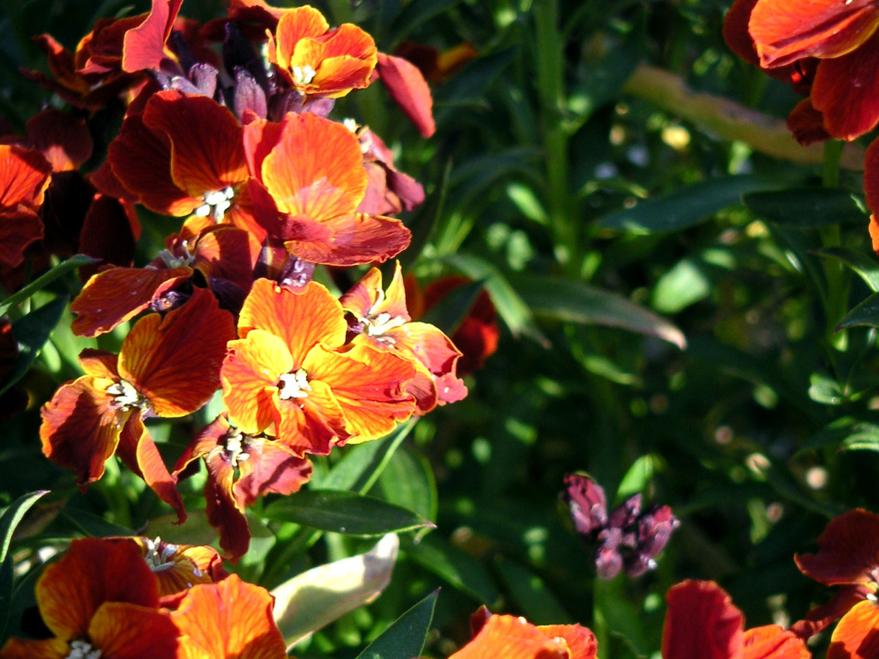 Wallpapers Nature Flowers Macro de Fleurs 1