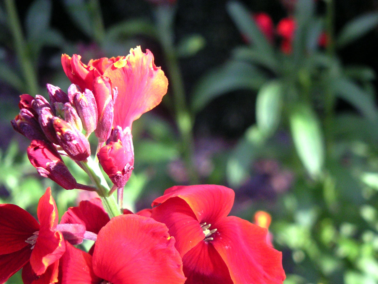 Wallpapers Nature Flowers Macro de Fleurs 3