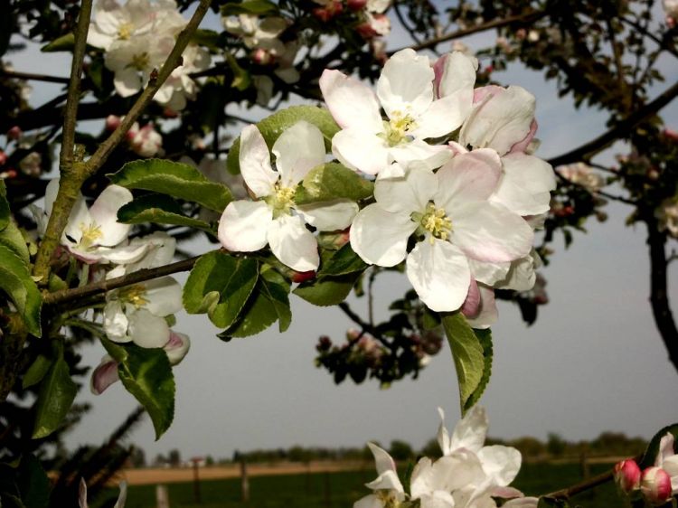 Wallpapers Nature Flowers fleurs de pommier