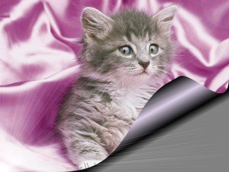 Fonds d'cran Animaux Chats - Chatons Wallpaper N9677