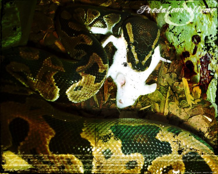 Wallpapers Animals Snakes Prdateur ultime