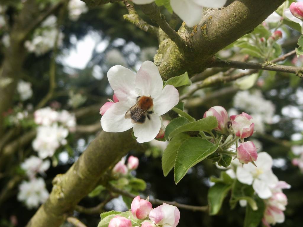 Wallpapers Nature Flowers fleur2pommier.