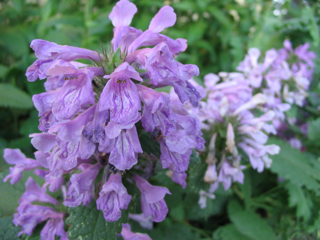 Fonds d'cran Nature Fleurs 